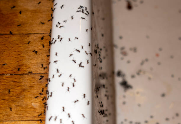 Pest Prevention Services in Lacey, WA