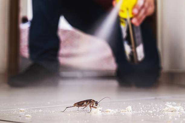 Best Rodent Control Near Me  in Lacey, WA